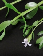 Heißes Wasser trinken? Unbedingt! 9 Gründe dafür.